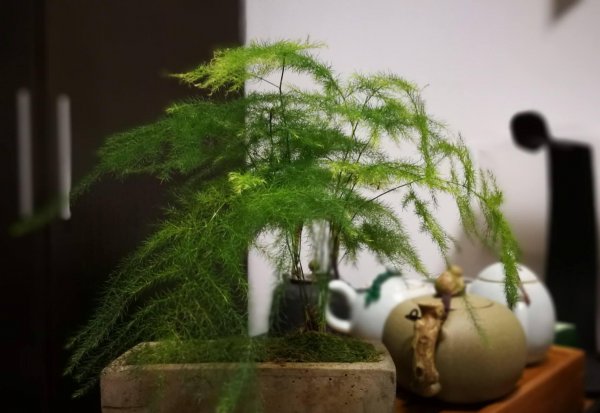 盆栽文竹怎么做造型好看图片