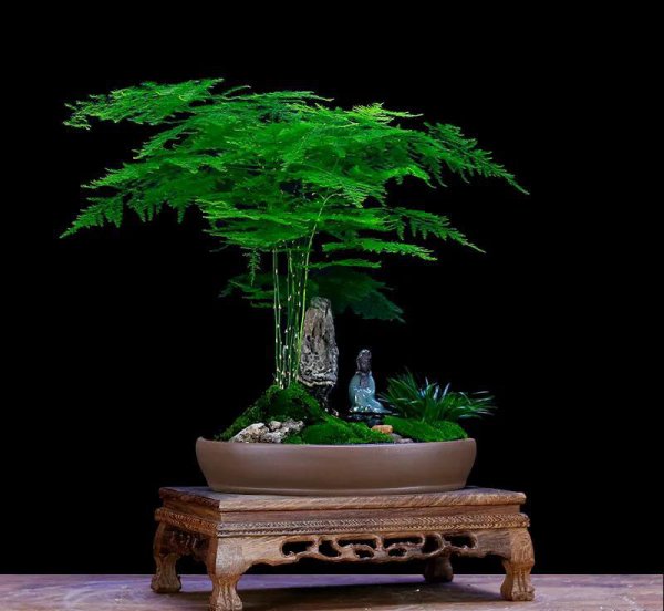 盆栽文竹怎么做造型好看图片