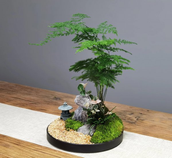 盆栽文竹怎么做造型好看图片