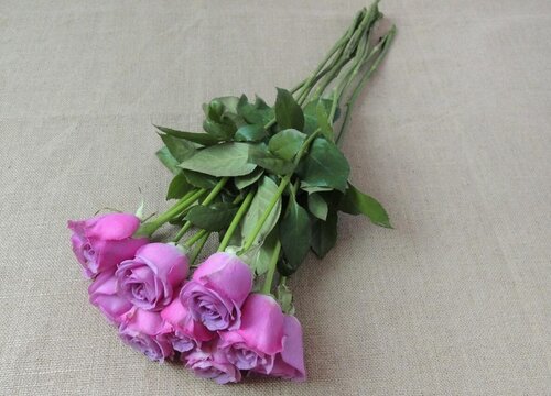 紫色玫瑰叫什么名字