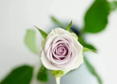 紫色玫瑰叫什么名字