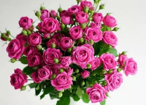 紫色玫瑰叫什么名字