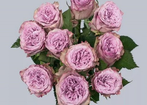 紫色玫瑰叫什么名字