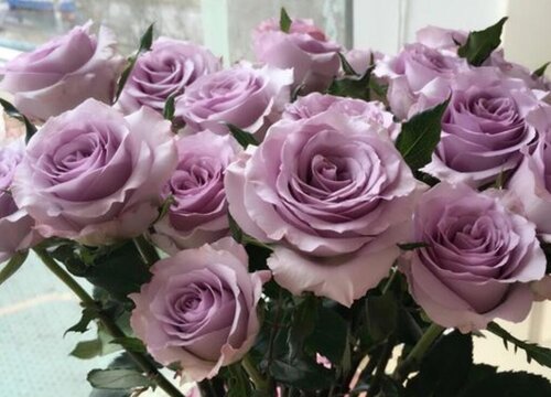 紫色玫瑰叫什么名字