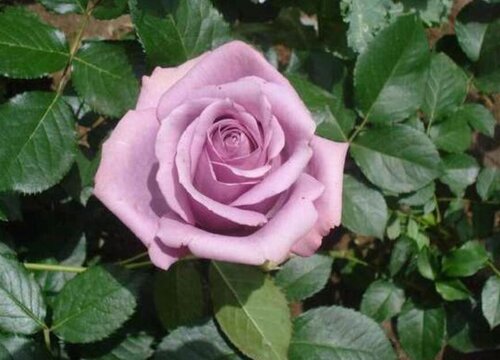 紫色玫瑰叫什么名字