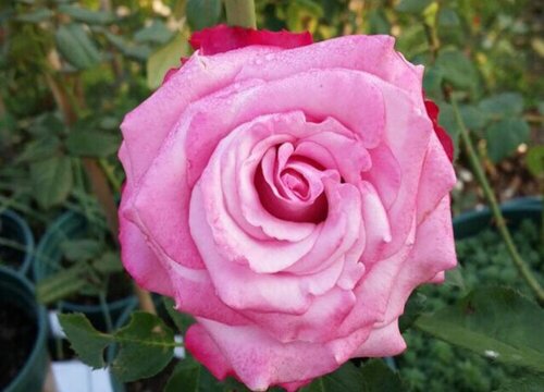 紫色玫瑰叫什么名字