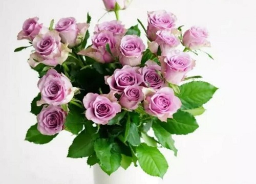 紫色玫瑰叫什么名字