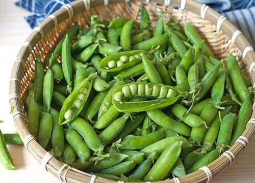 豌豆壳可以做肥料吗