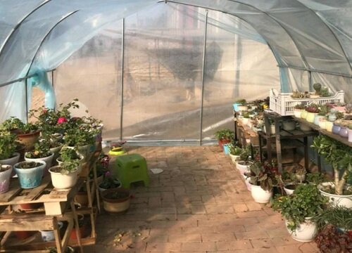 多肉冬天放室外用塑料薄膜盖起来保温