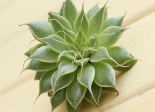 多肉冬天放室外用塑料薄膜盖起来保温