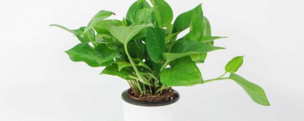 绿萝叶发黄怎么办