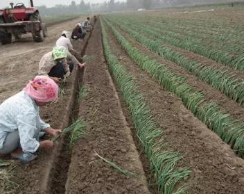 深栽茄子浅栽葱横栽番薯的意思