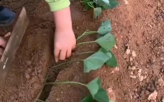 深栽茄子浅栽葱横栽番薯的意思