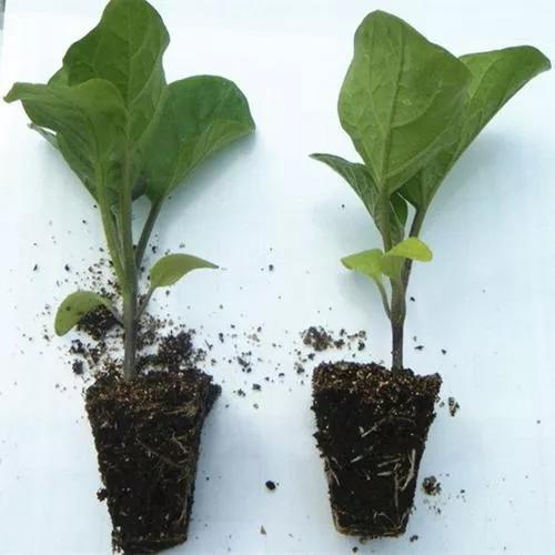 深栽茄子浅栽葱横栽番薯的意思