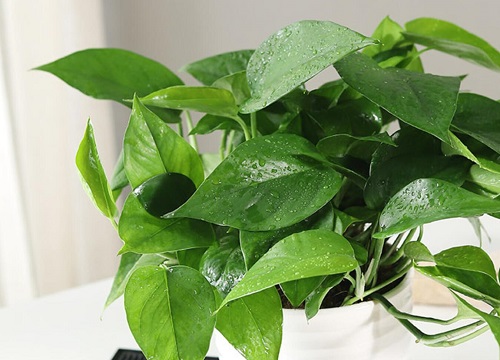 室内干燥适合养什么花