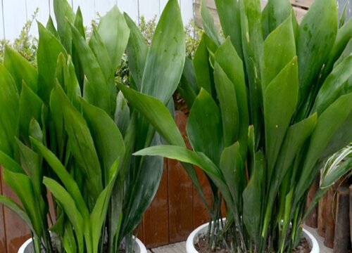 室内干燥适合养什么花