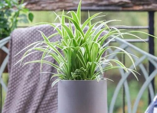 室内干燥适合养什么花