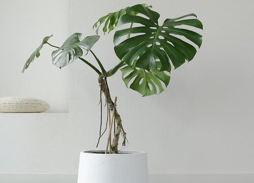 室内干燥适合养什么花