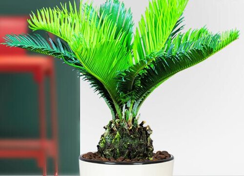 室内干燥适合养什么花