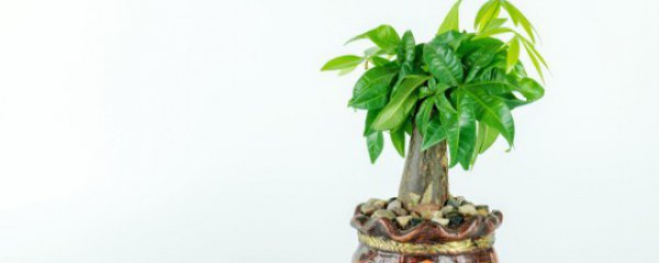 泡茶桌上摆放什么物件