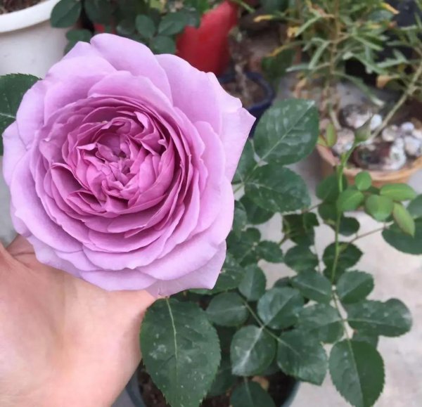 蓝色风暴月季优缺点介绍