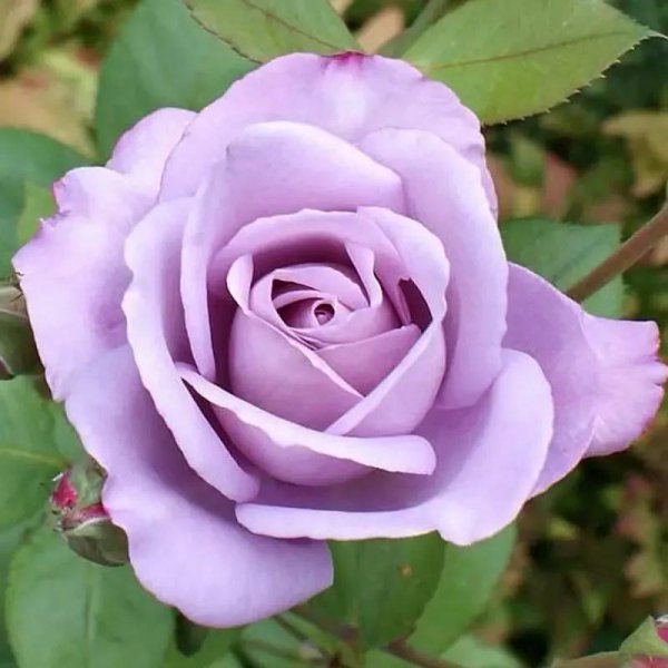 蓝色风暴月季优缺点介绍