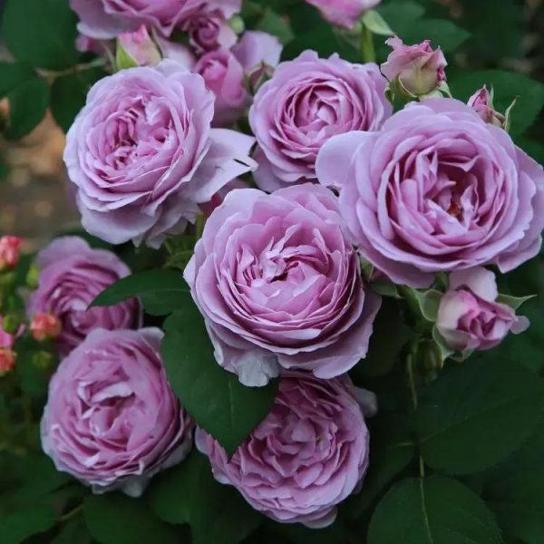 蓝色风暴月季优缺点介绍