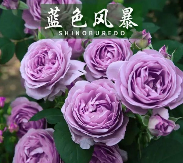 蓝色风暴月季优缺点介绍