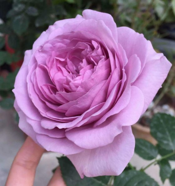 蓝色风暴月季优缺点介绍