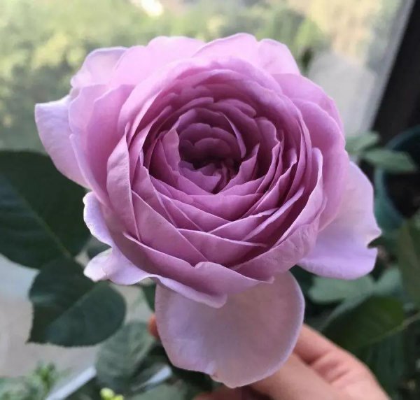 蓝色风暴月季优缺点介绍