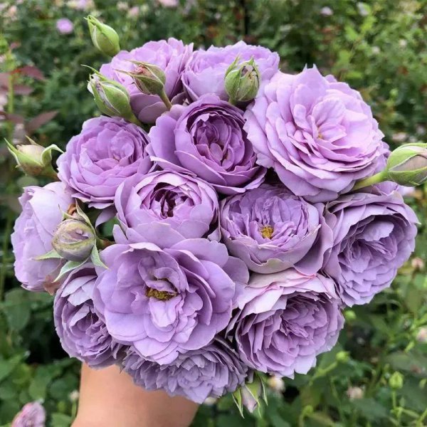 蓝色风暴月季优缺点介绍