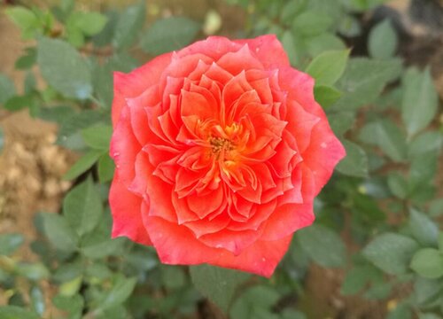 怎么养护月季花新芽很快长满枝头