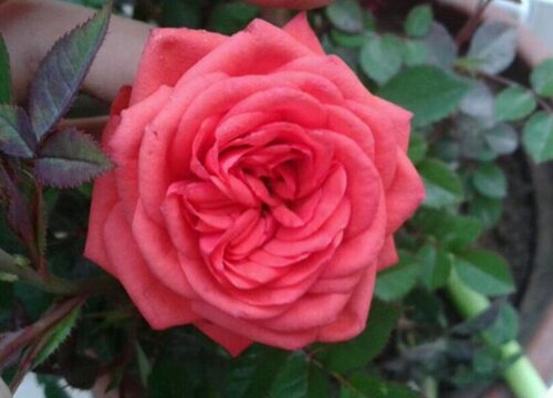 怎么养护月季花新芽很快长满枝头