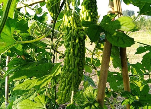 苦瓜怎样种植才能高产