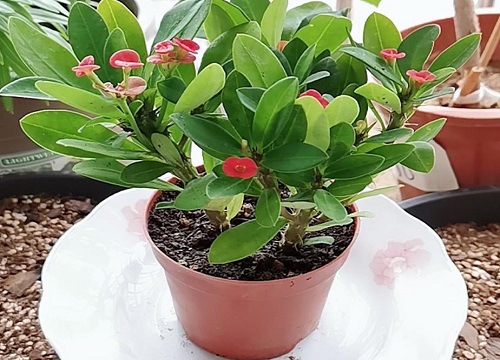 刺梅一年开几次花