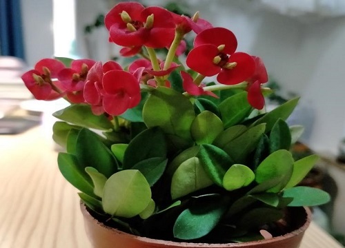 刺梅一年开几次花