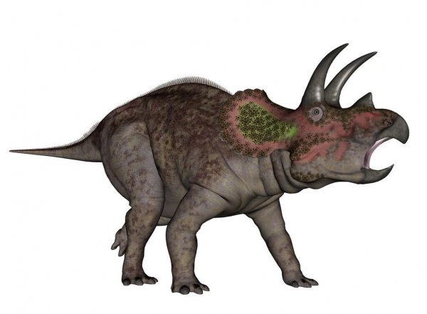 三角龙主要以什么为食物为主