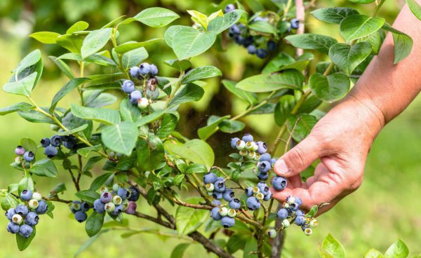 蓝莓树最喜欢的肥料是什么