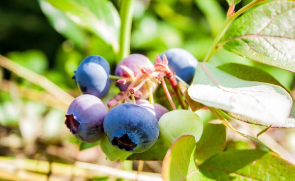 蓝莓树最喜欢的肥料是什么
