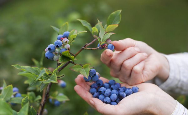 蓝莓树最喜欢的肥料是什么