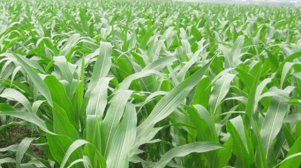 玉米施一次性肥还用追肥吗