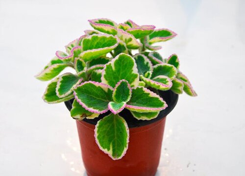 一抹香开花是什么样子