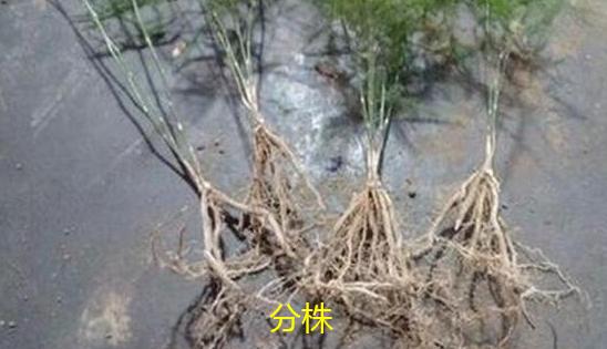 文竹常用的几种繁殖方法