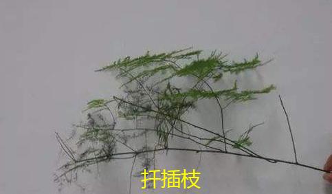 文竹常用的几种繁殖方法