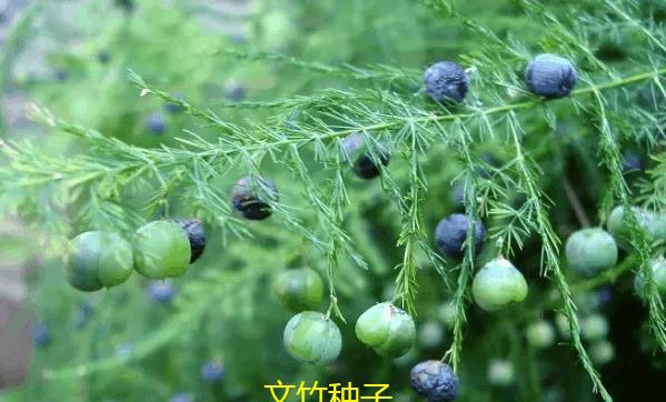 文竹常用的几种繁殖方法