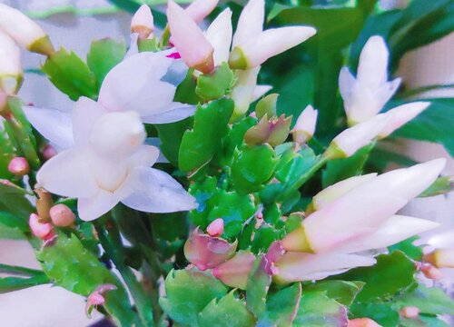 蟹爪兰如何改良土壤避免烂根