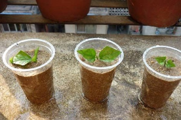 茉莉花可以扦插成活吗