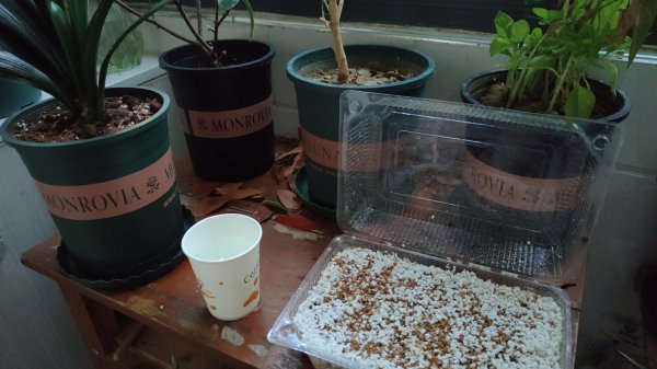 茉莉花可以扦插成活吗