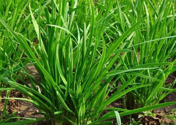 韭菜用什么肥料长得又肥又壮