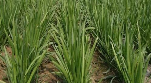 韭菜用什么肥料长得又肥又壮